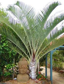 Triangle Palm - Dypsis decaryi - Palms For Sale - Florida